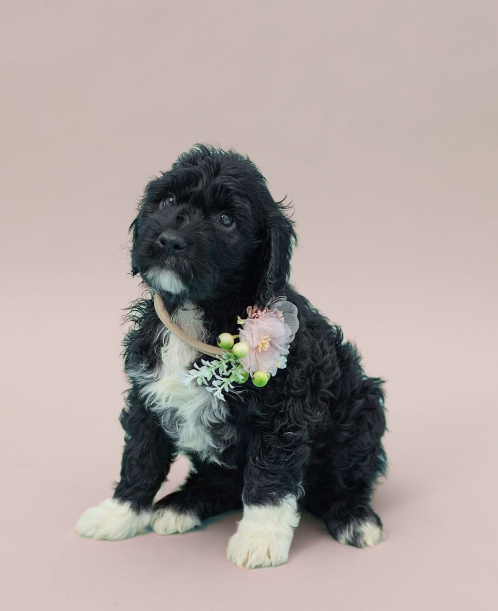 Pura Vida Portuguese Water Dogs | 324 Edgar Bonner Ave, Rockwood, ON N0B 2K0, Canada | Phone: (647) 898-9953