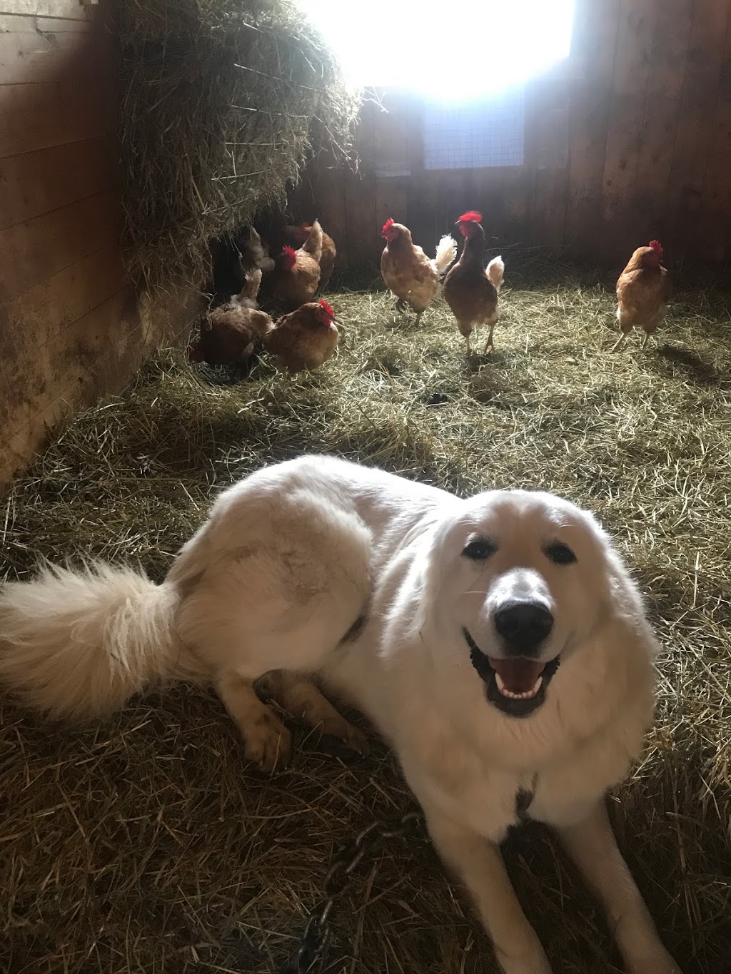 Spruce Hill Farm | 200 Spruce Hill Rd, King City, ON L7B 1A3, Canada | Phone: (416) 669-8765