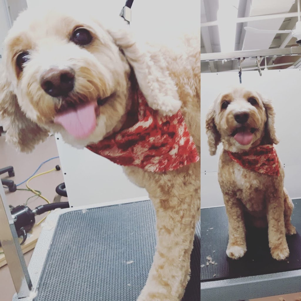 Woof N Cuts | 50 Dr Kay Dr, Schomberg, ON L0G 1T0, Canada | Phone: (905) 939-9339