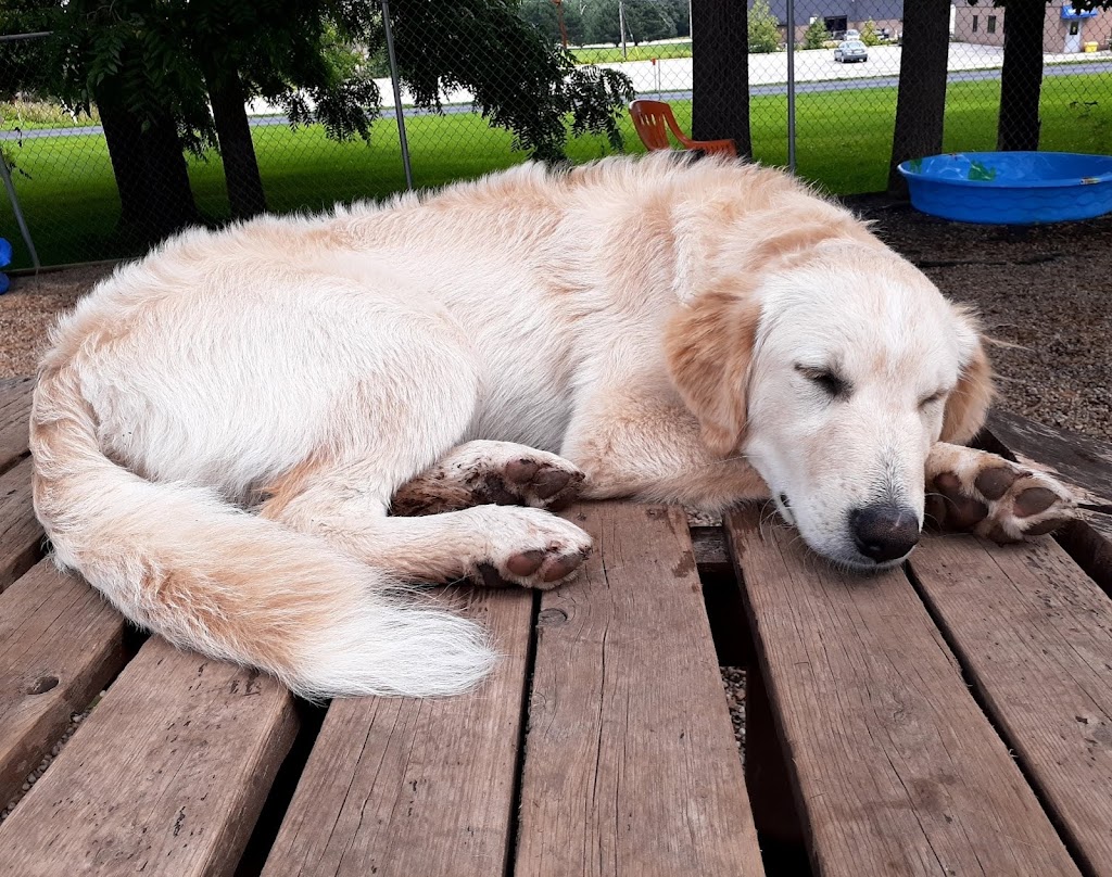 Furry Friends Inc. Doggie Daycare & Spaw | 955 Century Dr, Burlington, ON L7L 5J8, Canada | Phone: (289) 828-1367