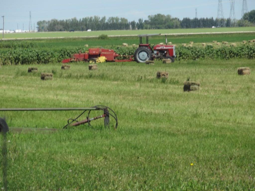 Little Mountain Farm | Sturgeon Rd, Rosser, MB R0C 3A0, Canada | Phone: (204) 632-8248