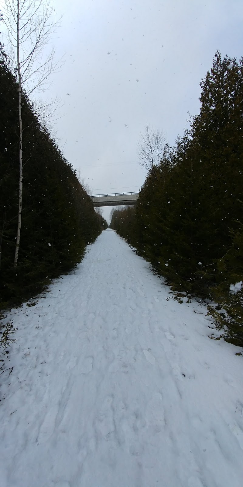 Grandview Rabbitry | 742 Katherine St N, West Montrose, ON N0B 2V0, Canada | Phone: (519) 669-2604