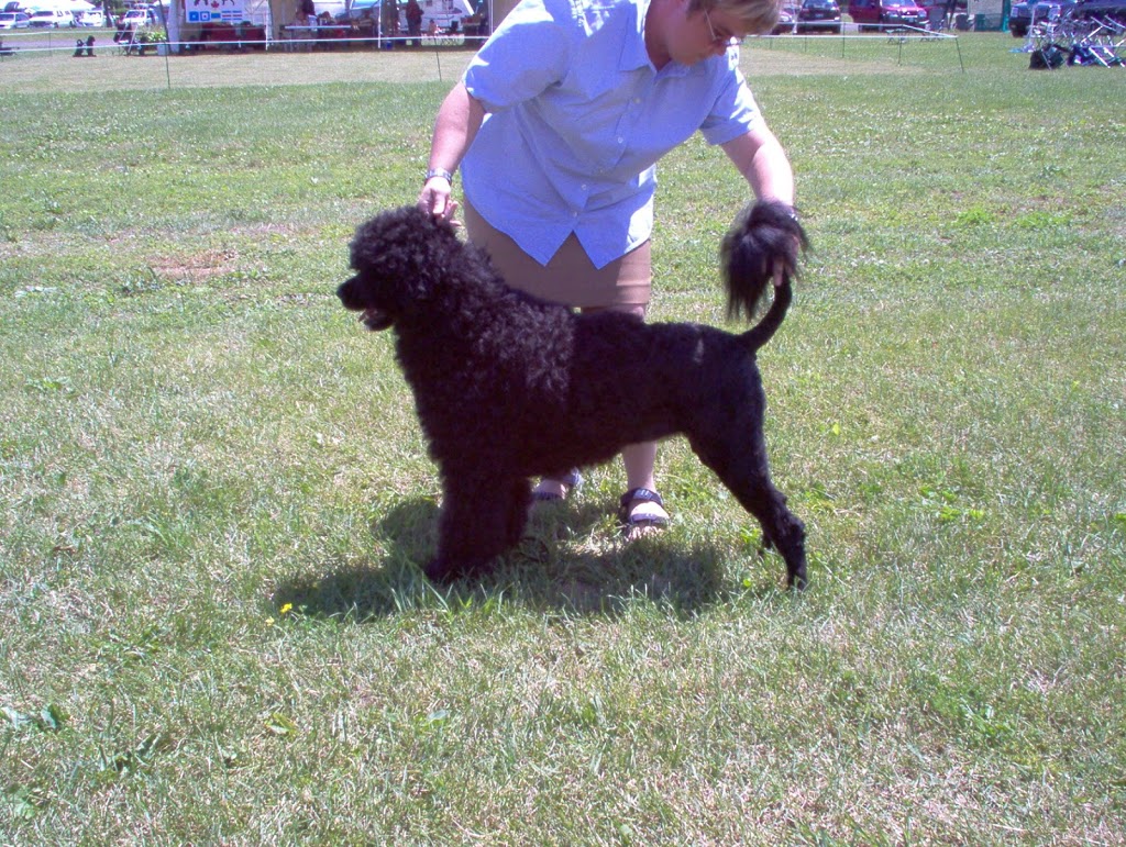 STRESS FREE DOG GROOMING IN MY HOME | 3270 Evadere Ave, Ridgeway, ON L0S 1N0, Canada | Phone: (905) 894-9363