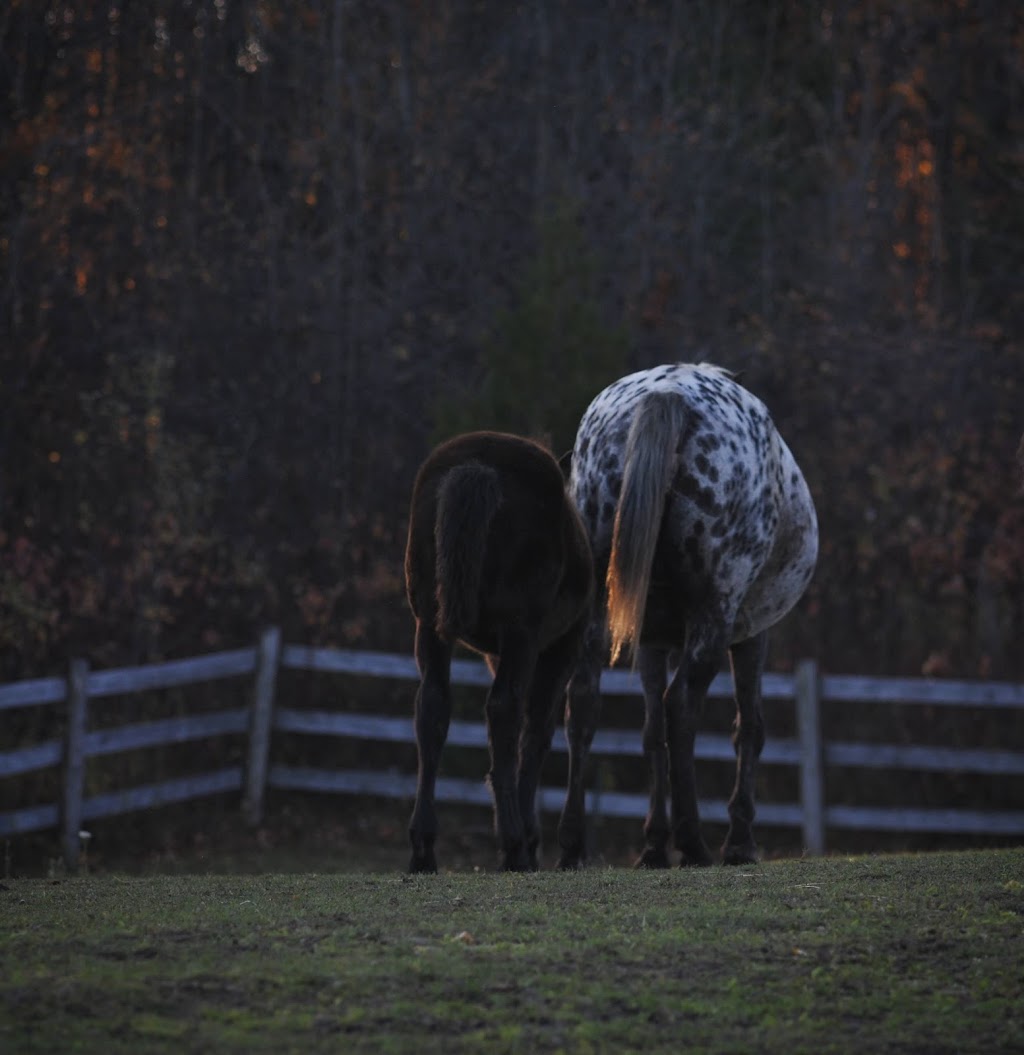 Heart Reins Iron Horse Ranch | 429497 8 Concession B, Singhampton, ON N0C 1M0, Canada | Phone: (705) 618-0231