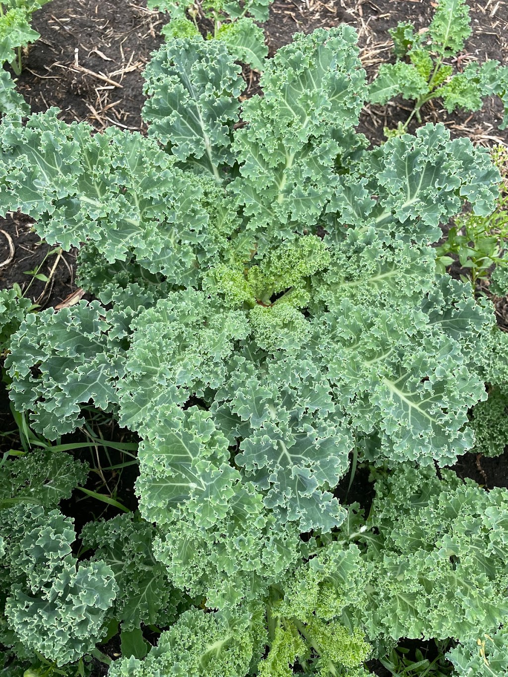 悠鲜美地农场 FreshPal Farm | RR4 Site9 Box12, Olds, AB T4H 1T8, Canada | Phone: (403) 483-4082