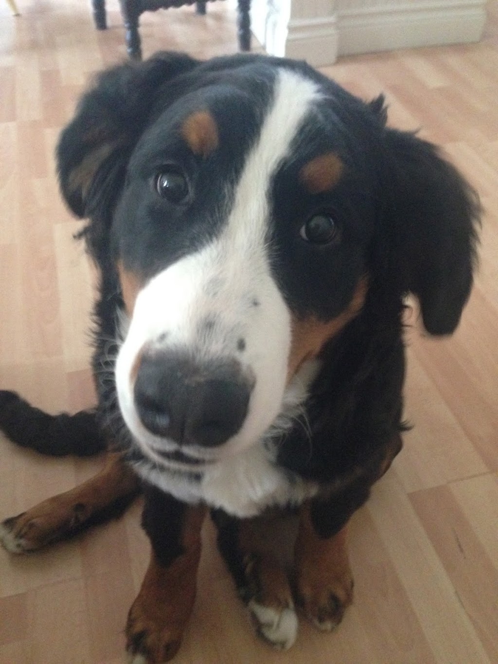 The Polite Pooch | Jonathan St, Uxbridge, ON L9P 1B5, Canada | Phone: (647) 268-3887