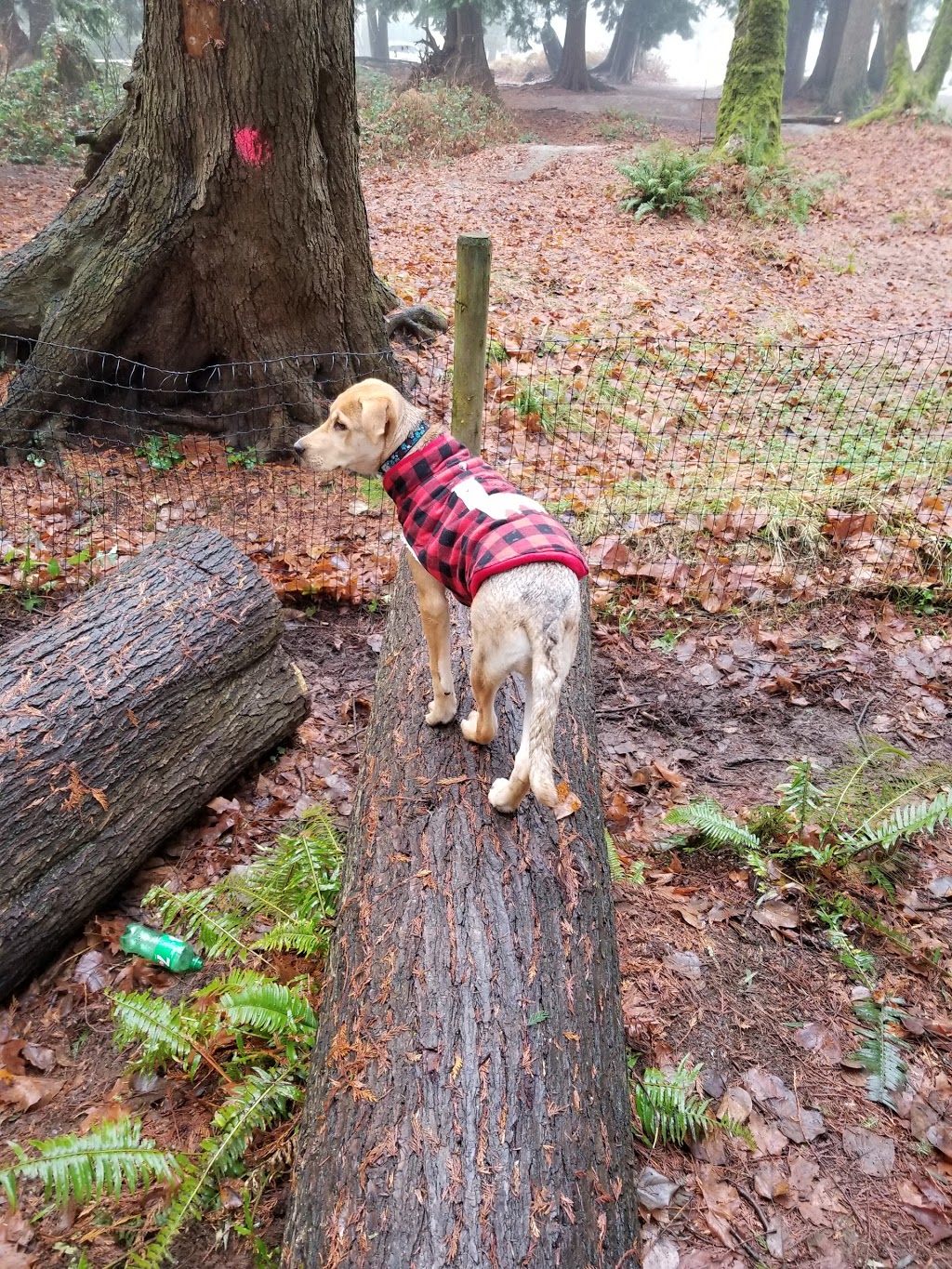 Westview Park Off-Leash Area | 12067-12185 210 St, Maple Ridge, BC V2X, Canada