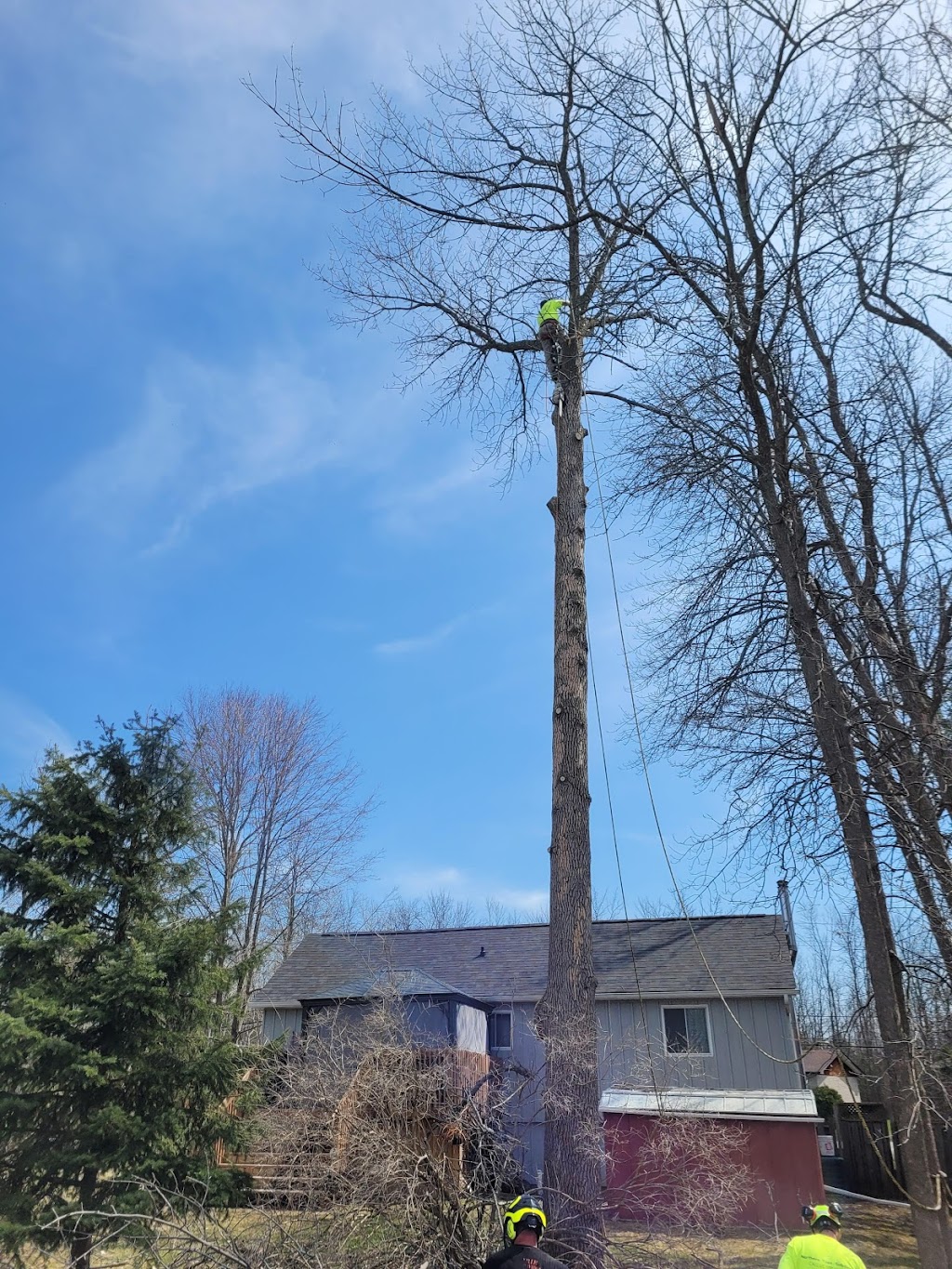 Northside Tree Experts | 64 Scott St, Orillia, ON L3V 4R4, Canada | Phone: (705) 896-5204