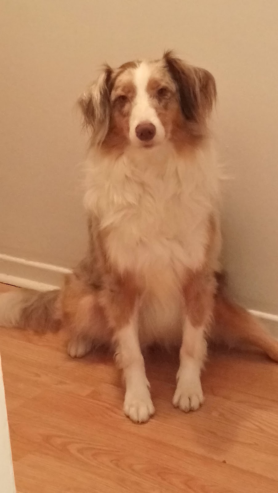 Veterinary Clinic Montérégie | 6000 Chemin de Chambly, Saint-Hubert, QC J3Y 6W9, Canada | Phone: (450) 443-0893