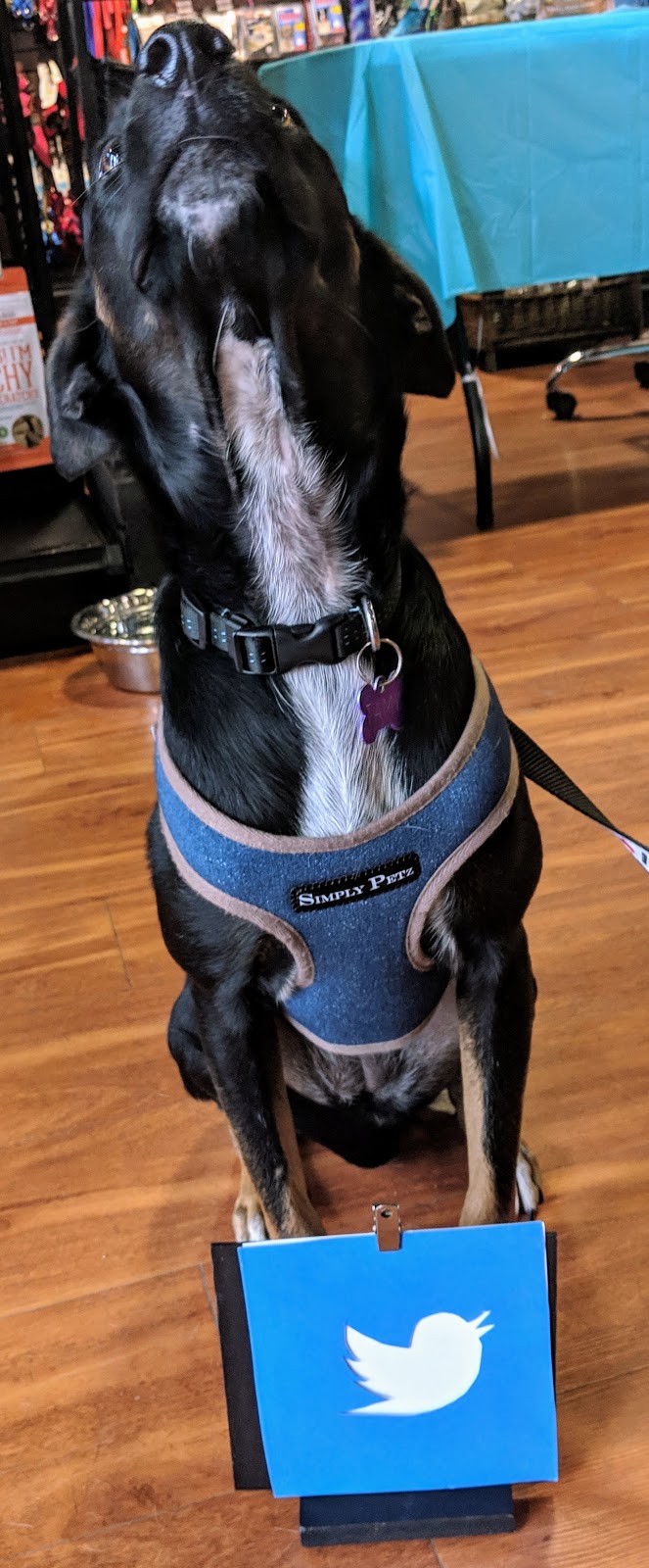Pet Valu | 8888 Country Hills Blvd NW, Calgary, AB T3G 5T4, Canada | Phone: (403) 266-8975