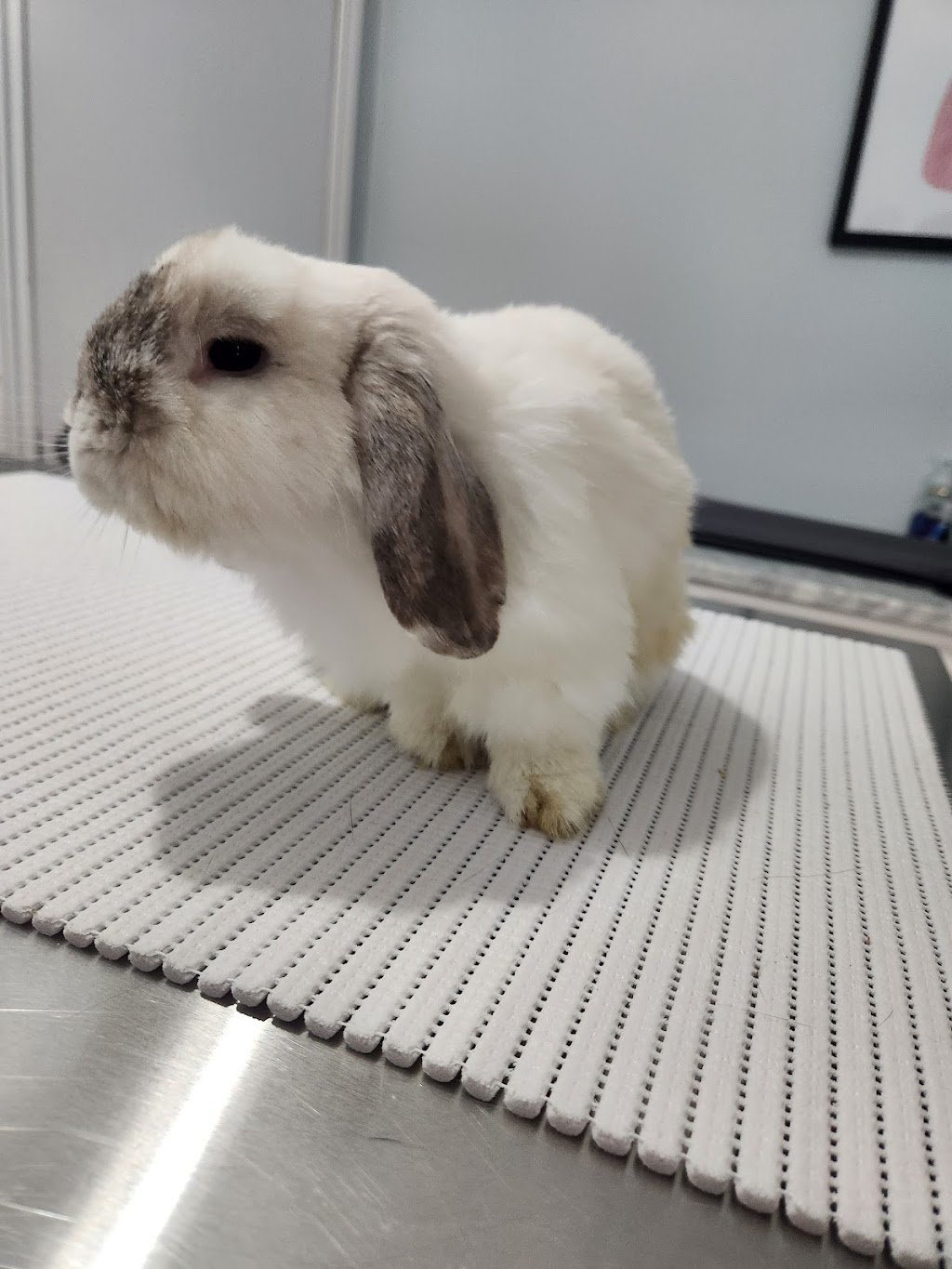 Sana Adelaide Animal Hospital | 500 Adelaide St N, London, ON N6B 3J2, Canada | Phone: (226) 636-0646