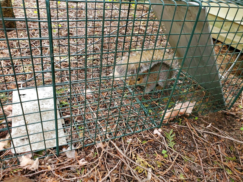 Need Pest Control | 260 Falling Green Cres, Kitchener, ON N2R 0E9, Canada | Phone: (226) 600-5597