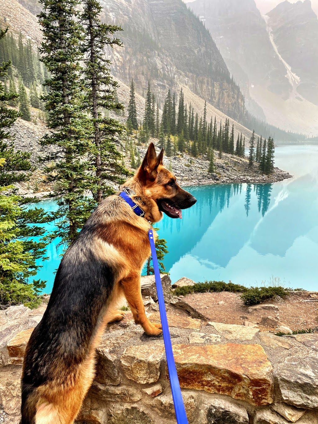 Vom Issam Haus German Shepherds | 23 Marlington Crescent, North York, ON M3L 1K3, Canada | Phone: (647) 295-1773