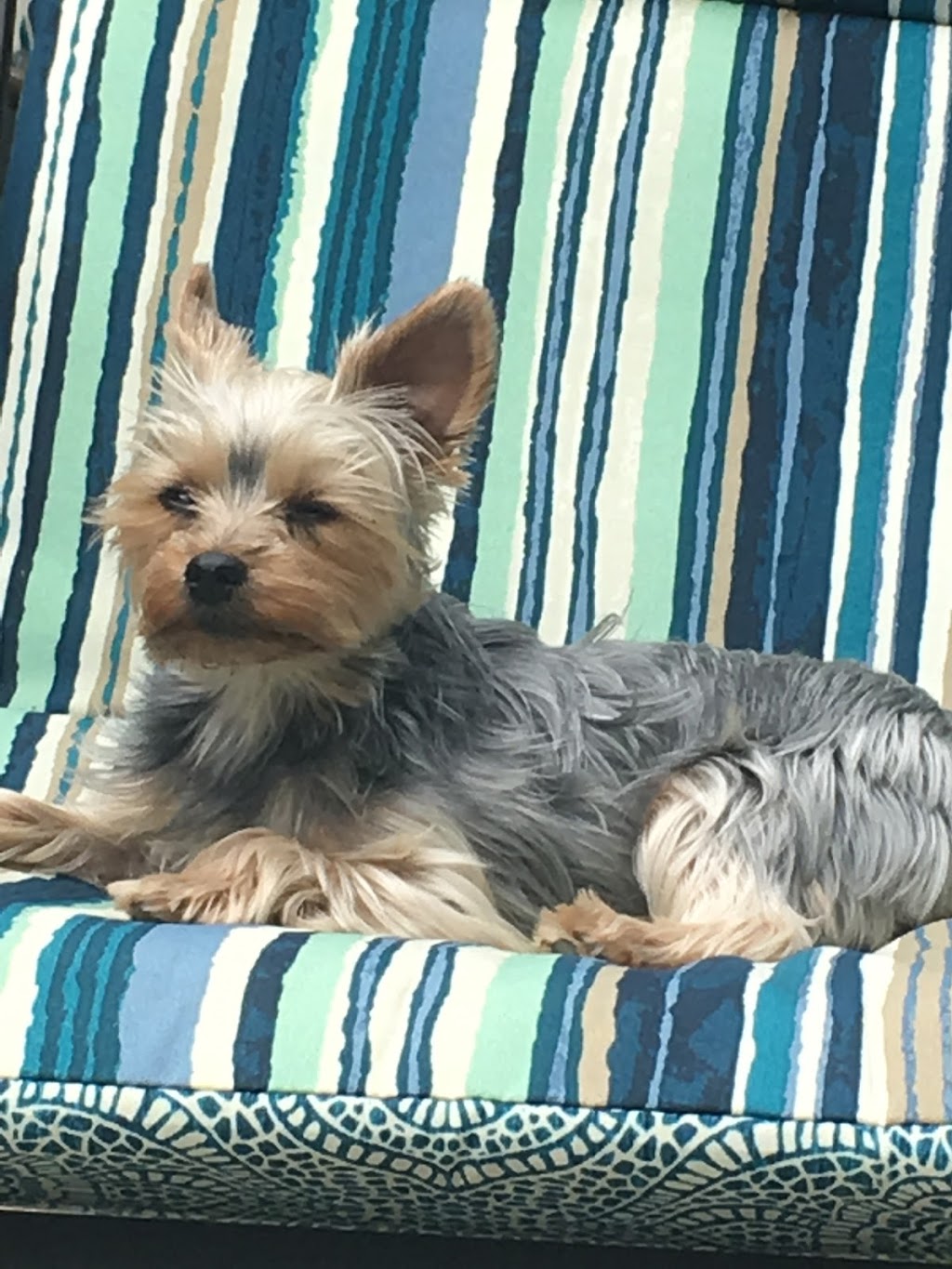 Spaw 4 Paws | 1327 Montreal St, Kingston, ON K7K 3L7, Canada | Phone: (613) 531-4262