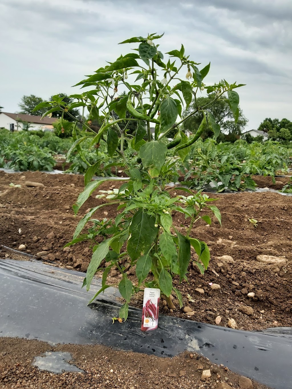 www.FarmAndFriends.ca | 2690 Stagecoach Rd, Osgoode, ON K0A 2W0, Canada | Phone: (613) 900-2705