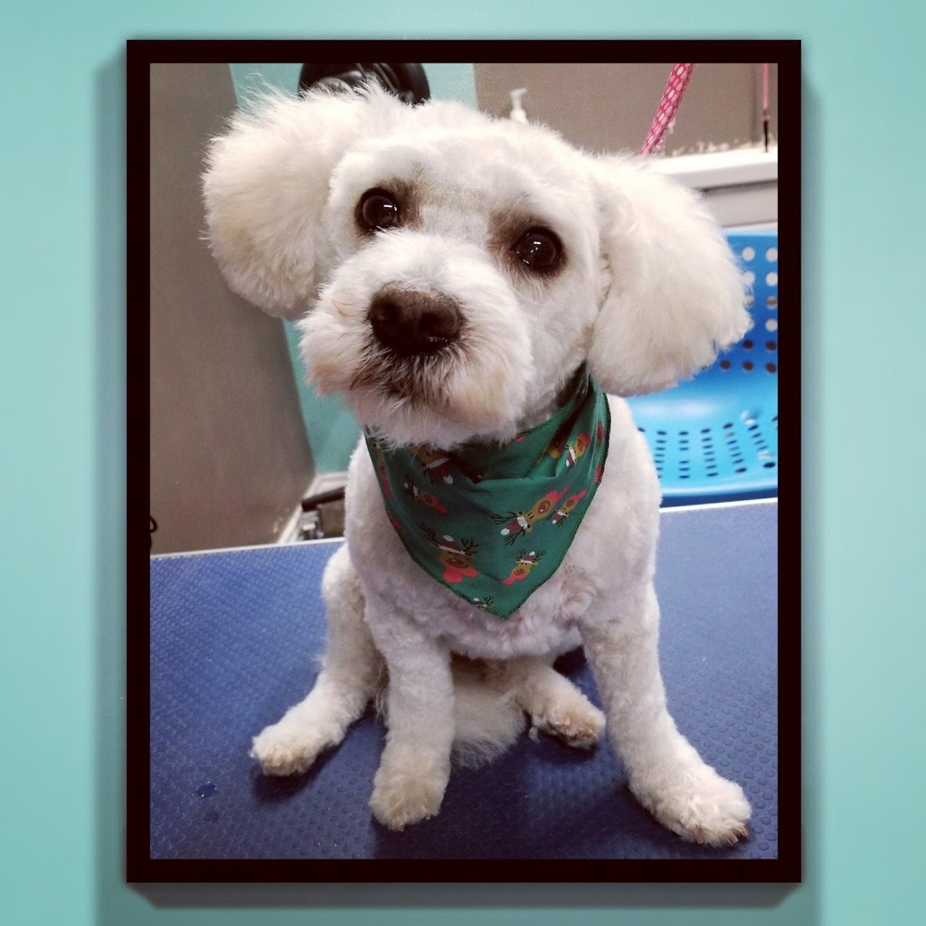 Howling Hounds Grooming | 26 Burns Cir, Barrie, ON L4N 5J8, Canada | Phone: (705) 241-5774