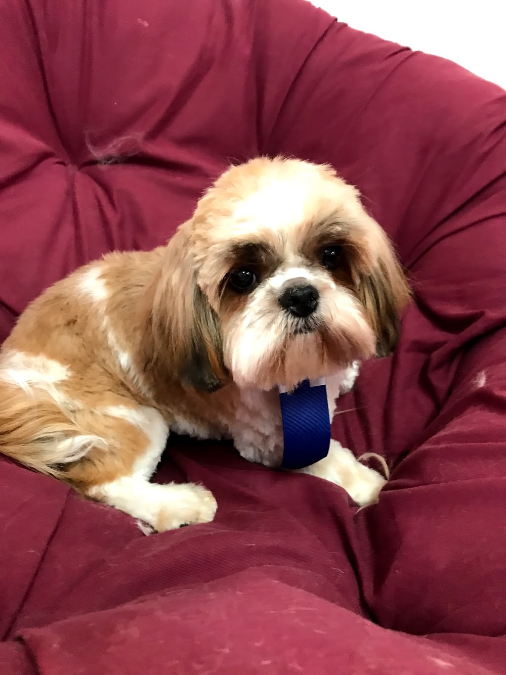 Ooh La La Pet Spaw | Mount Pearl Plaza, 7 Commonwealth Ave, Mount Pearl, NL A1N 1W3, Canada | Phone: (709) 758-7729