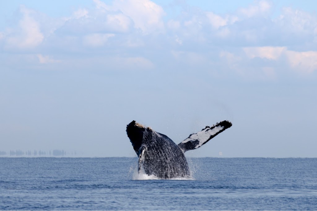 Vancouver Island Whale Watch | 90 Front St #5, Nanaimo, BC V9R 5H7, Canada | Phone: (250) 667-5177