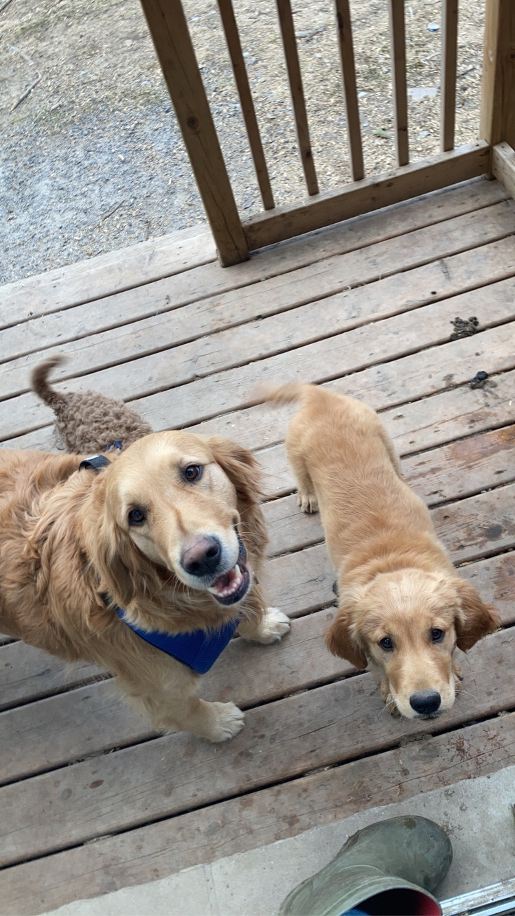 Daisy’s Golden Doodles | 1064 Bronk Rd, Belleville, ON K0K 2V0, Canada | Phone: (613) 242-5754