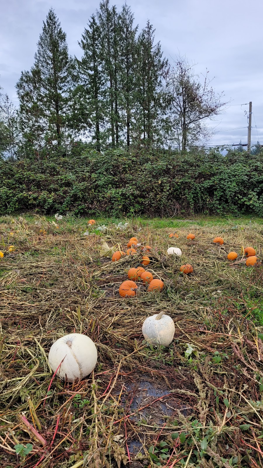 Shady Hazel Farm | 805 Payne Rd, Gibsons, BC V0N 1V7, Canada | Phone: (604) 866-4295