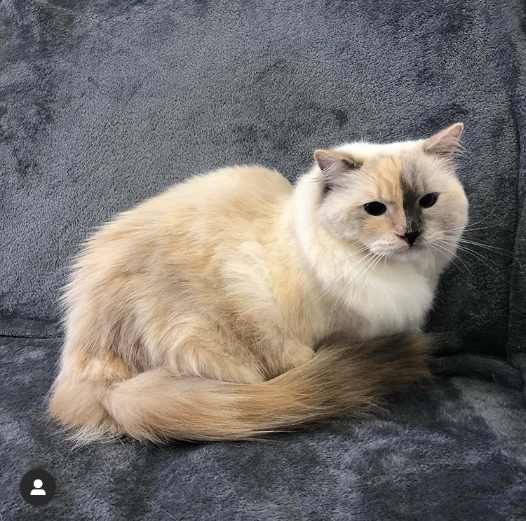 UR FUREVER GROOM | 130 Queen St E Unit #5, Brampton, ON L6V 1B1, Canada | Phone: (289) 544-6804