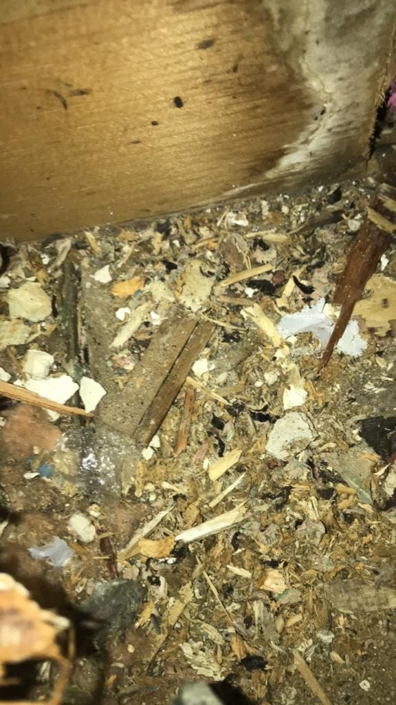 Provincial Pest Control (Ant Control) | 4243C Dundas St W Unit #9, Etobicoke, ON M8X 1Y3, Canada | Phone: (647) 370-9613