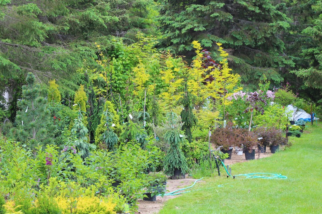 Whitehouse Perennials & Display Gardens | 594 Rae Rd, Almonte, ON K0A 1A0, Canada | Phone: (613) 256-3406