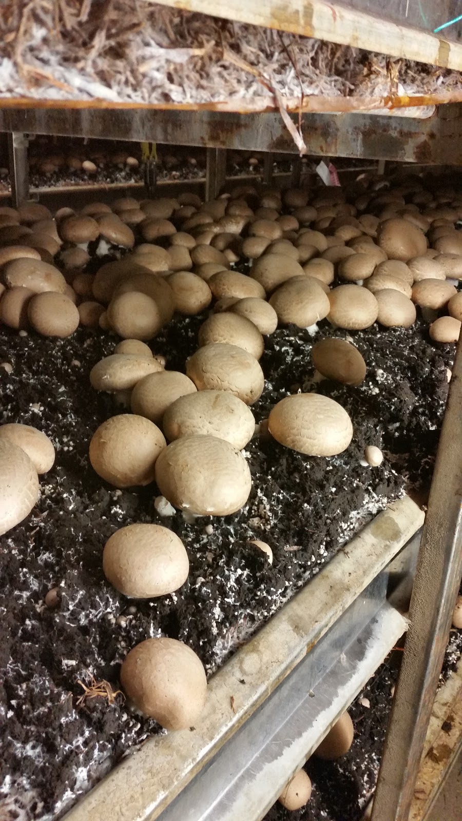 Highline Mushrooms | 2646 Division Rd, Kingsville, ON N9Y 2E5, Canada | Phone: (519) 733-5215