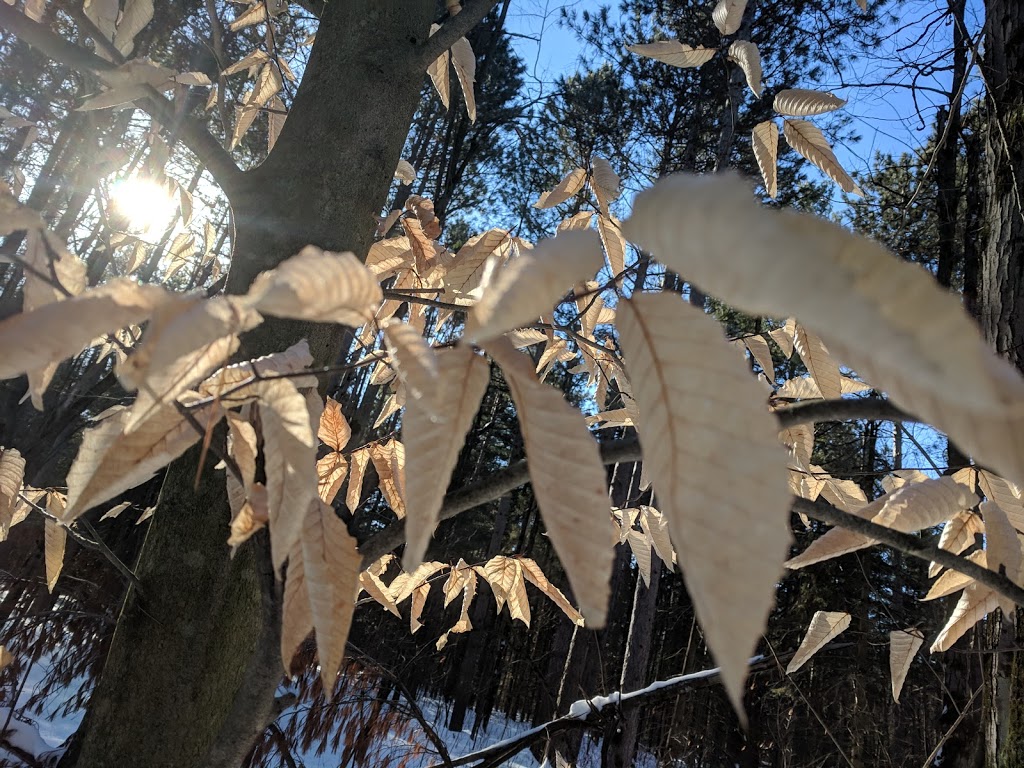 Grenfell Glen Park | Merivale Gardens - Grenfell Glen - Pineglen - Country Place, Ottawa, ON K2G, Canada