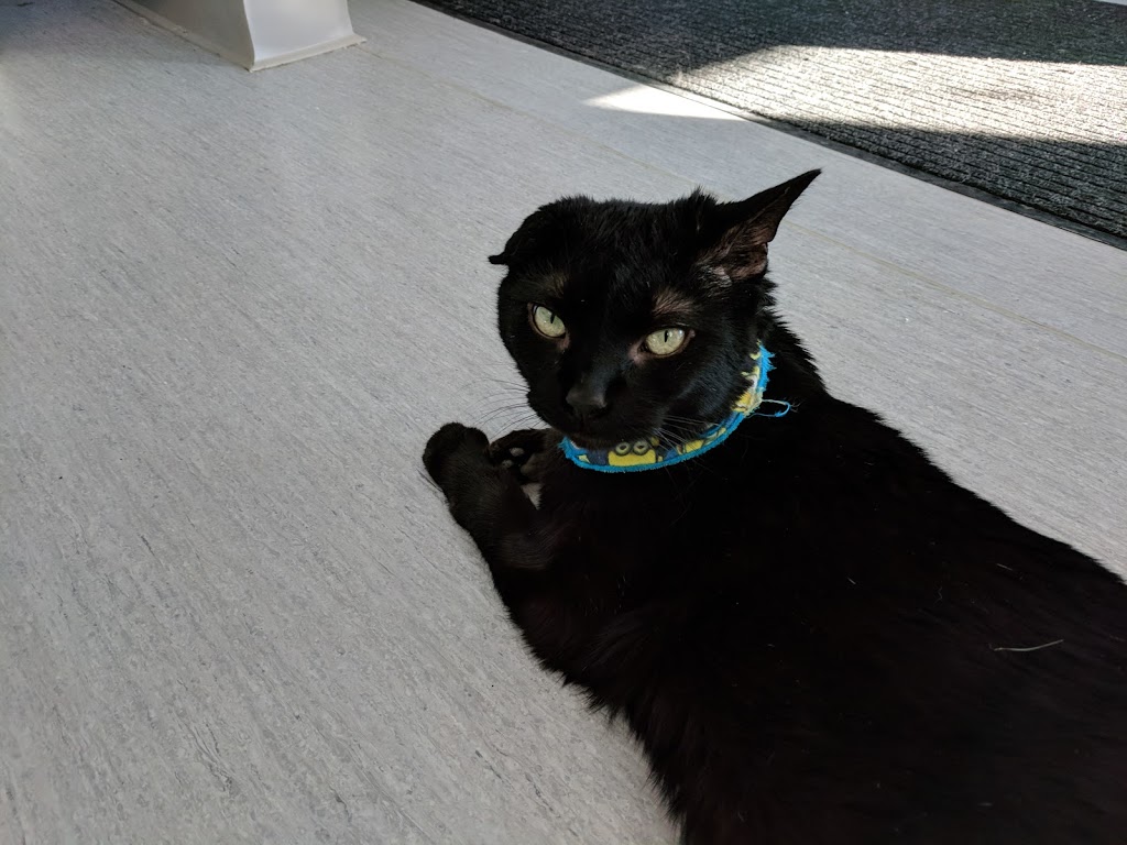 Veterinary Hospital in Châteauguay | 59 Boulevard DAnjou, Châteauguay, QC J6J 2P9, Canada | Phone: (450) 692-6748