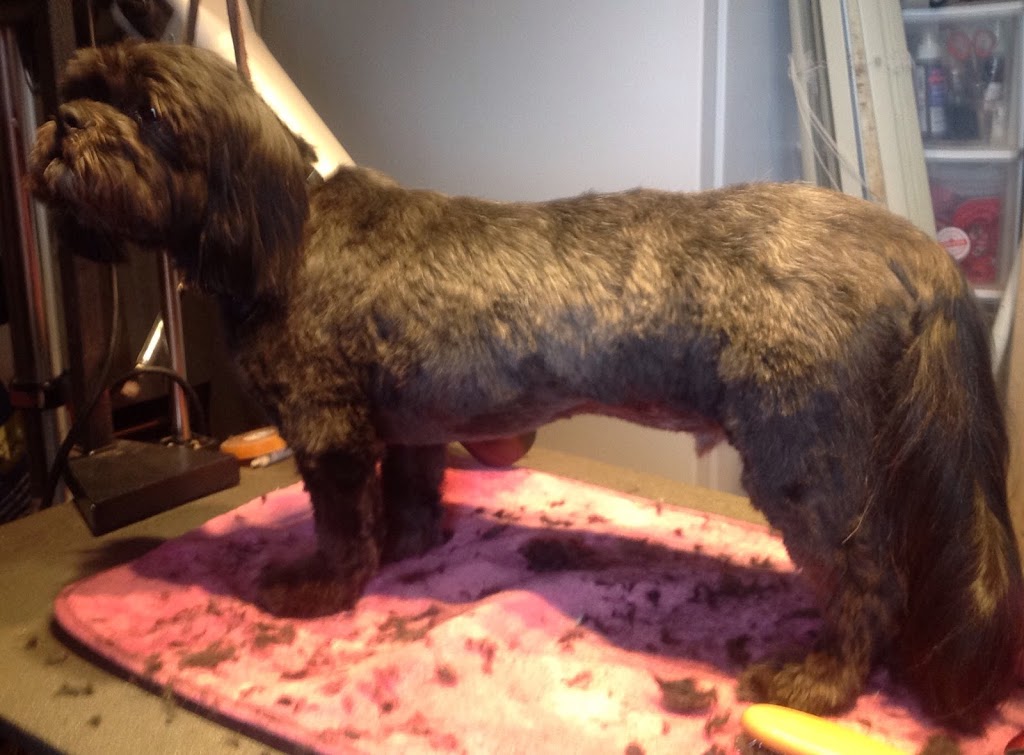 B & D Pet Resort Dog Boarding & Grooming | 1275 NB-860, Smithtown, NB E5N 3X9, Canada | Phone: (506) 650-5151
