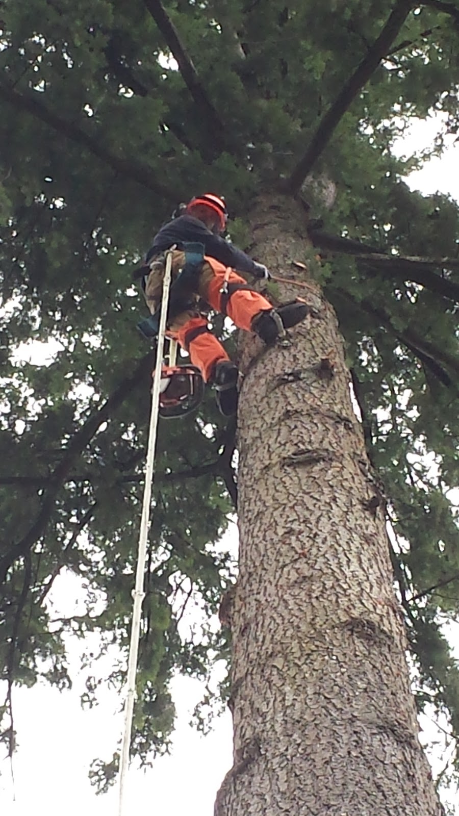 Aesthetic Tree & Hedge Services Brittania | 802 Britannia Way, Britannia Beach, BC V0N 1J0, Canada | Phone: (604) 716-7377