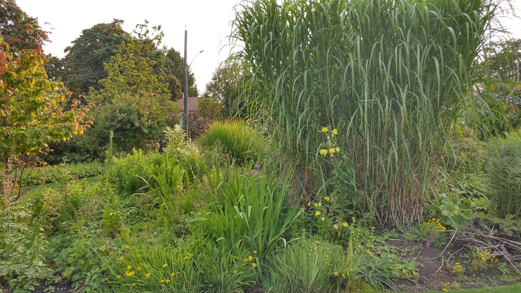 Lokier Garden | 2527 Thompson Ave, Victoria, BC V8R 3L2, Canada