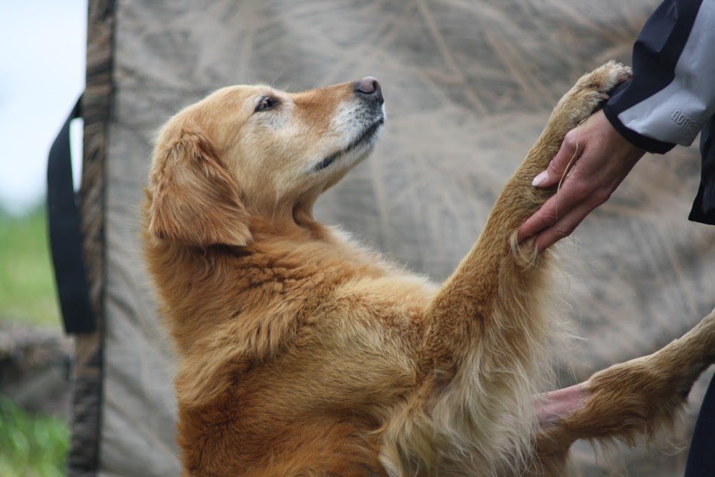 TNT Kennels & Training Center | 27624 Watson Rd, Abbotsford, BC V4X 1P4, Canada | Phone: (604) 857-4949