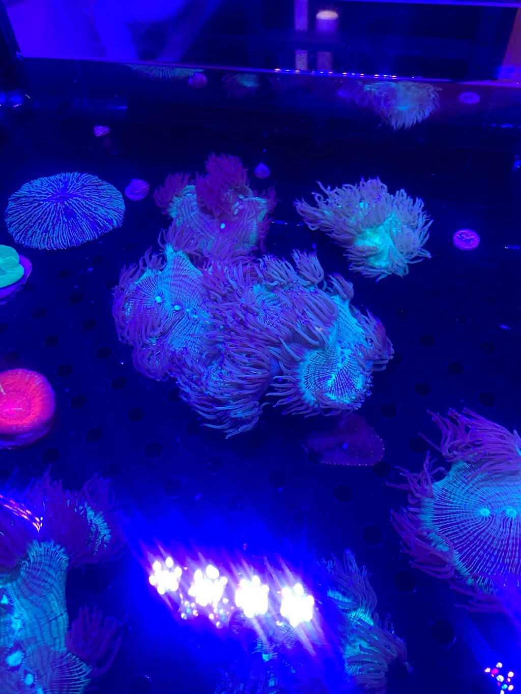 Exotic aquarium world | 5141 Tomken Rd, Mississauga, ON L4W 3W4, Canada | Phone: (905) 624-4474