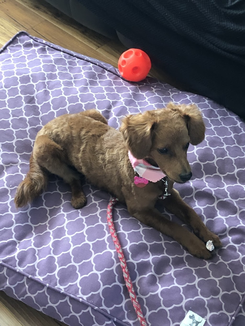 Joanie Levesque, kinésiologue et intervenante en zoothérapie | 1304 Rue Marini, Sherbrooke, QC J1N 0L2, Canada | Phone: (819) 993-9939
