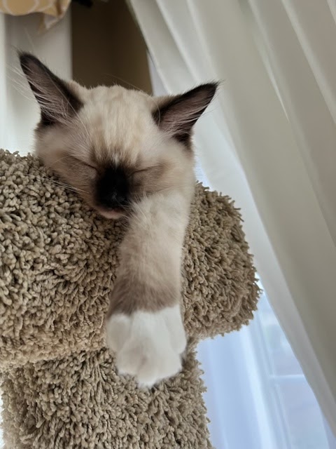 Ancaster Ragdoll Cats | 3014 Fiddlers Green Rd, Ancaster, ON L9G 3L1, Canada | Phone: (905) 978-2851