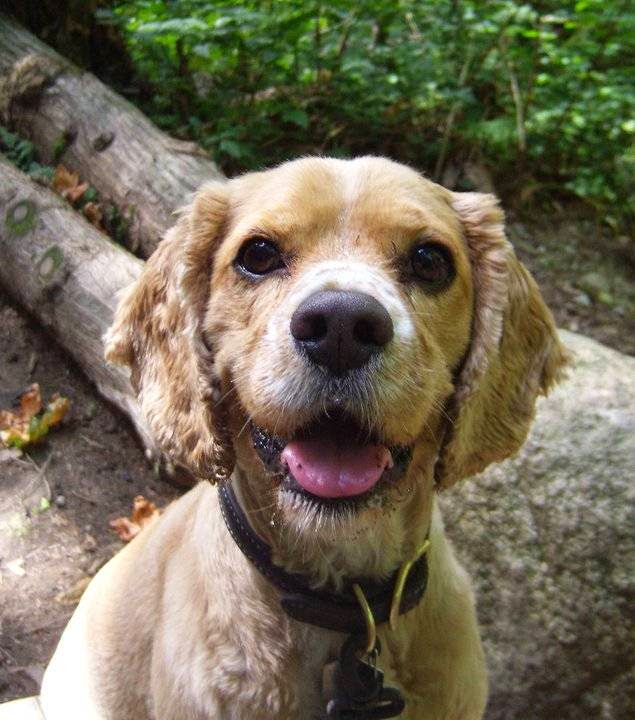 Ruff Stuff Dog Services | 40667 Government Rd, Garibaldi Highlands, BC V0N 1T0, Canada | Phone: (604) 733-6483
