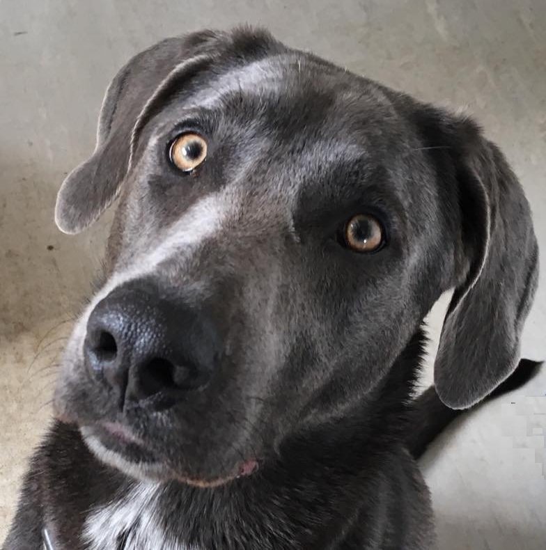 Irricana Kountry Kennel | Box 744, Irricana, AB T0M 1B0, Canada | Phone: (403) 970-4400