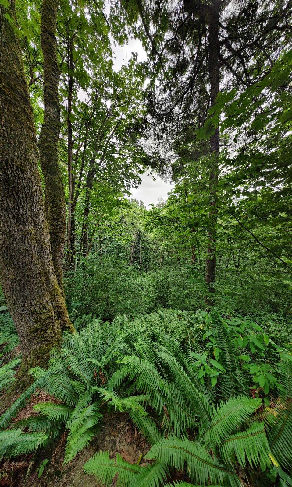 Glenbrook Ravine Trail | Glenbrook, Ravine Trail, New Westminster, BC V3L 5J5, Canada | Phone: (604) 521-3711