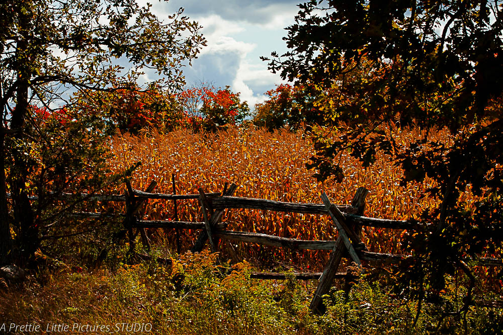 A prettie little picture_studios | 5433 Goodrich St, Verona, ON K0H 2W0, Canada | Phone: (613) 885-2437