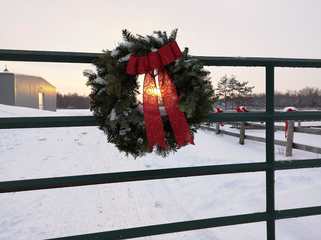 Charlie Hill Equine | 6090 Fourth Line, Orton, ON L0N 1N0, Canada | Phone: (519) 362-4914