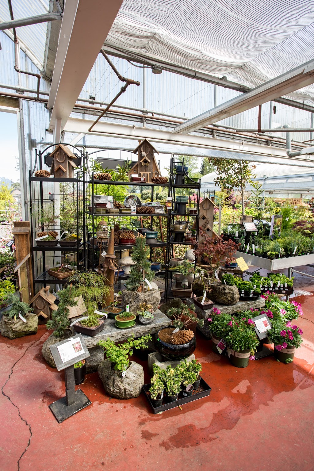 Triple Tree Nurseryland | 20503 Lougheed Hwy, Maple Ridge, BC V2X 2P9, Canada | Phone: (604) 465-9313