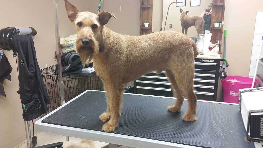 Pet Valu | 1490 Richmond Rd, Ottawa, ON K2B 6S1, Canada | Phone: (613) 820-1409