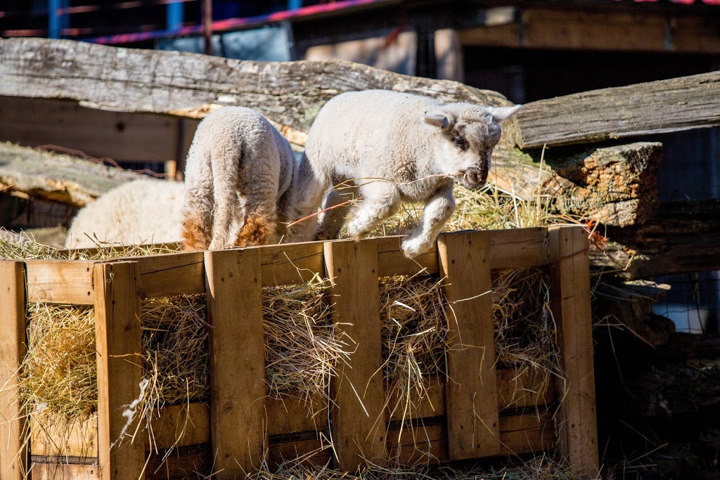 sunset farm | 1325 Sunset Dr, Salt Spring Island, BC V8K 1E2, Canada | Phone: (250) 537-2082