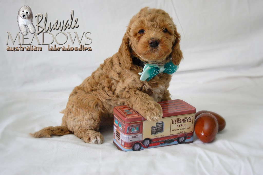 Bluevale Meadows Australian Labradoodles | 41472 Harriston Rd, Wingham, ON N0G 2W0, Canada | Phone: (519) 335-3006