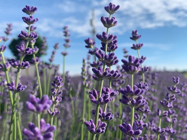 Lavender Works Company | 44702 Newry Rd, Brussels, ON N0G 1H0, Canada | Phone: (519) 291-7613