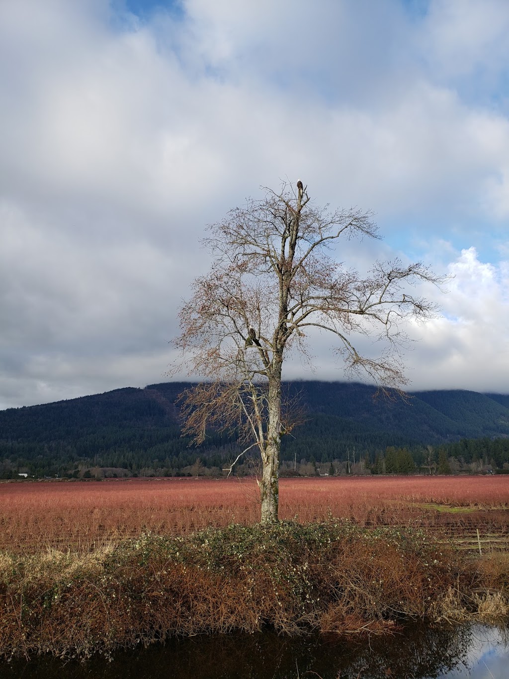 De Boville Slough | 4110 Cedar Dr, Coquitlam, BC V3E 3H7, Canada | Phone: (604) 927-7946