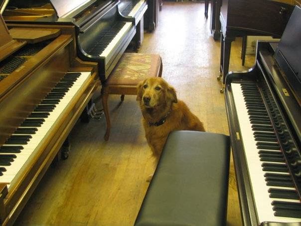 Steve Jackson Pianos | 3415 Bathurst St, North York, ON M6A 2C1, Canada | Phone: (416) 800-3386