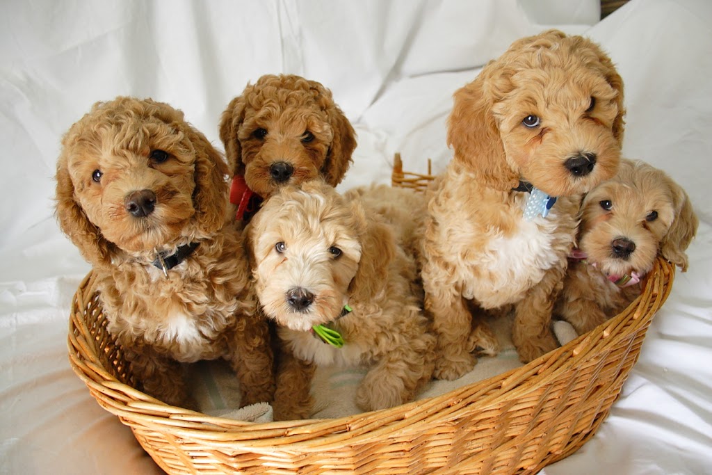 Bluevale Meadows Australian Labradoodles | 41472 Harriston Rd, Wingham, ON N0G 2W0, Canada | Phone: (519) 335-3006